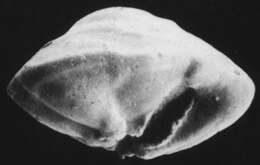 Sivun Discorboidea Ehrenberg 1838 kuva