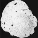 Image of Planodiscorbis rarescens (Brady 1884)