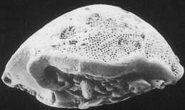 Image of Rotalioidea