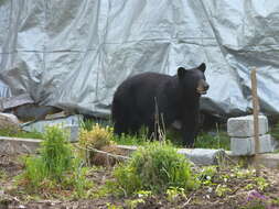 Image of American Black Bear