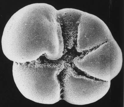 Image of Ammonia advena (Cushman 1922)