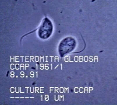 Image of Heteromitidae