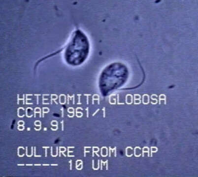 Image de Heteromita globosa