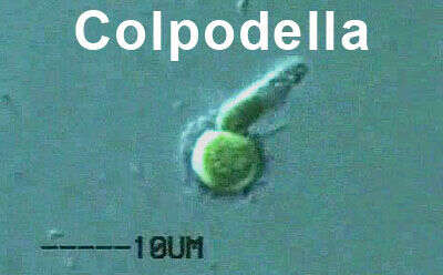 Image of Colpodellida
