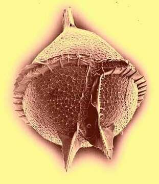 Image of Protoperidinium Bergh 1882