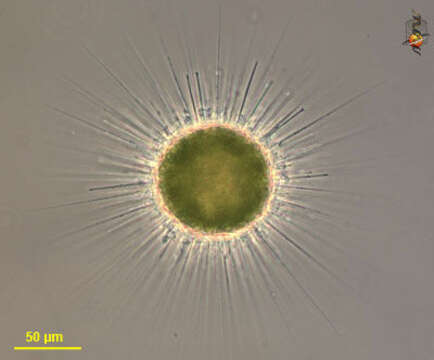 Image de Acanthocystis turfacea