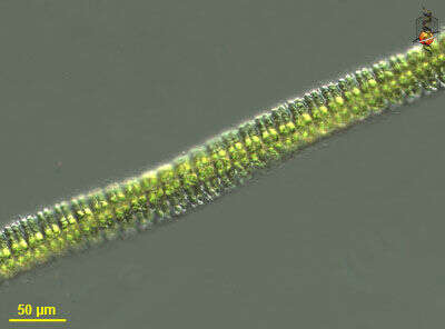 Слика од Desmidium C. Agardh ex Ralfs 1848