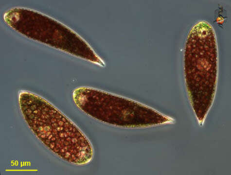 Image de Euglena sanguinea