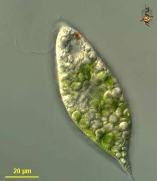 Image of Euglena velata