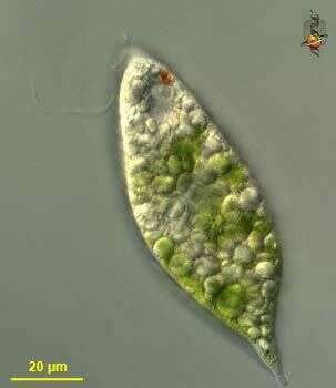 Image of Euglena velata