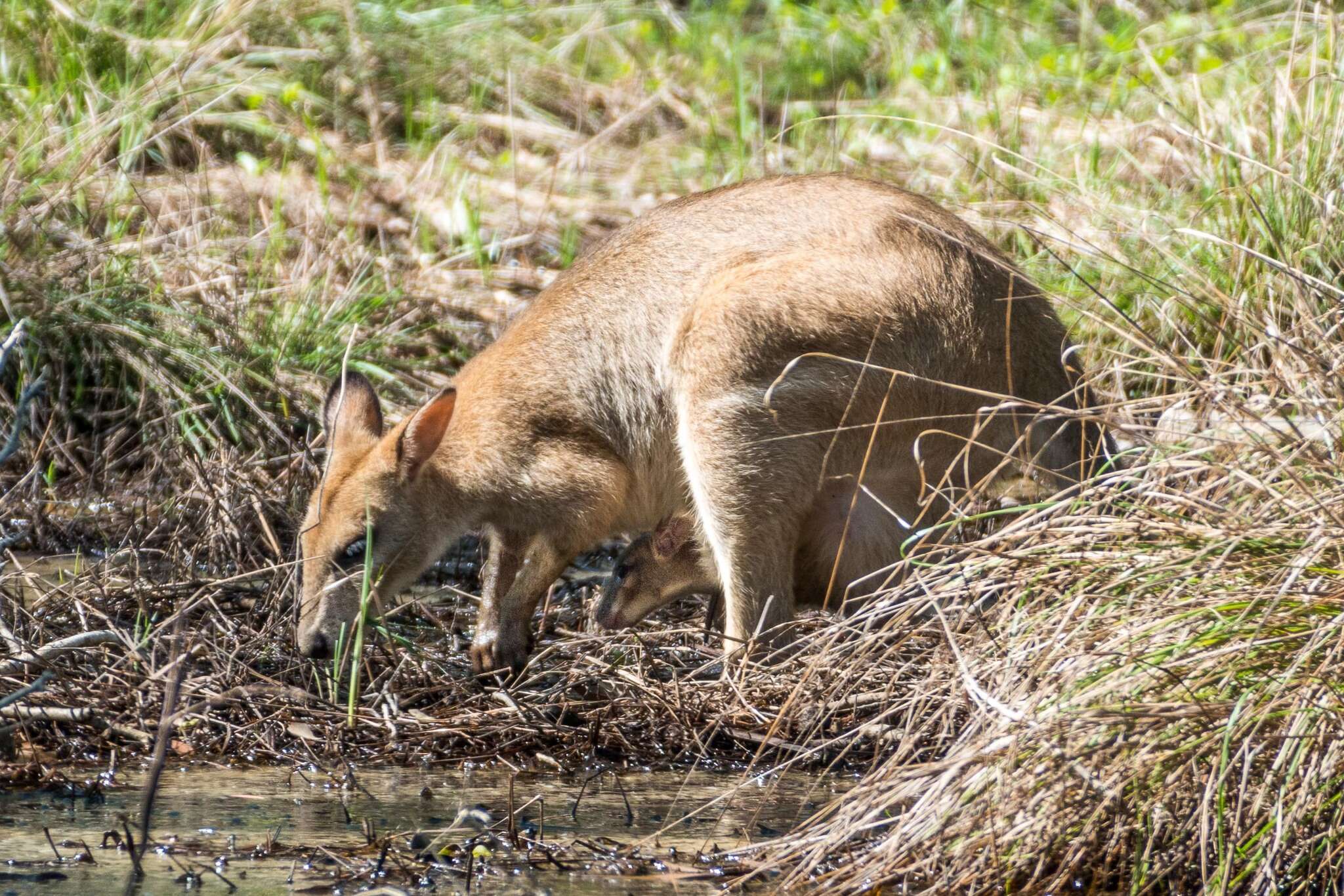 Image of Agile Wallaby