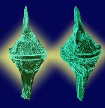 Protoceratium Bergh 1881的圖片