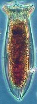 Image of Tintinnidae