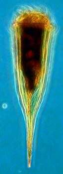 Image of Rhabdonellidae