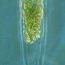 Steenstrupiella intumescens (Jörgensen 1924) Kofoid & Campbell 1929的圖片