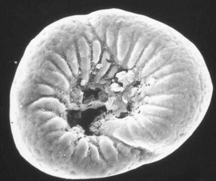 Image of Rossyatella colonnensis Pawlowski & Zaninetti 1993