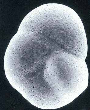 Image of Rotaliella chasteri (Heron-Allen & Earland 1913)