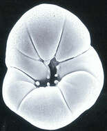 Image of Rotaliella chasteri (Heron-Allen & Earland 1913)