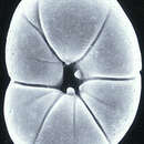 Image of Rotaliella chasteri (Heron-Allen & Earland 1913)