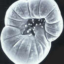 Image of Rotaliella elatiana Pawlowski & Lee 1992