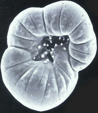 Image of Rotaliella elatiana Pawlowski & Lee 1992