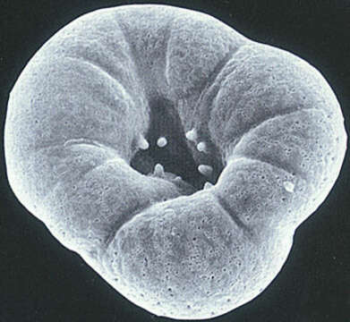 Image of Rotaliella heterocaryotica Grell 1954