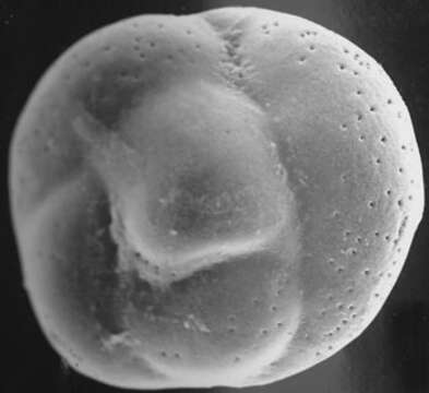 Image of Rotaliella roscoffensis Grell 1956