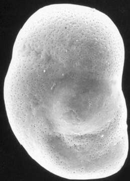 Image of Rotaliella simplex (Sidebottom 1909)