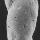 Image of Elongobula andromachae Revets 1993