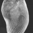 Image of Elongobula arethusae Revets 1993