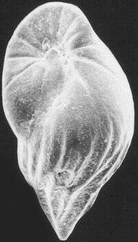 Image of Elongobula basicostata (Parr 1950)