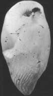 Image of Elongobula basicostatiformis (McCulloch 1977)