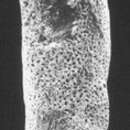 Image of Elongobula chattonensis Finlay 1939
