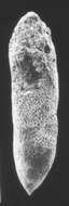 Image of Elongobula chattonensis Finlay 1939