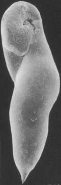 Image of Elongobula cochlea (Wiesner 1931)