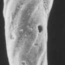 Image of Elongobula electrae Revets 1993