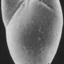 Image of Elongobula medeae Revets 1993