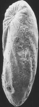 Image of Elongobula missilis (Vella 1963)