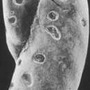 Image of Elongobula multicamera (Cushman & Parker 1938)