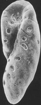 Image of Elongobula multicamera (Cushman & Parker 1938)