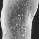Elongobula parallela (Cushman & Parker 1931)的圖片