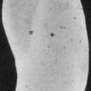 Image of Elongobula pulchra (Terquem 1882)