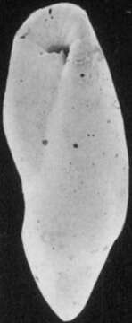 Слика од Elongobula pulchra (Terquem 1882)