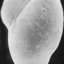 Image of Floresina spicata (Cushman & Parker 1942)