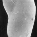 Image of Elongobula spinigera (Cushman 1922)