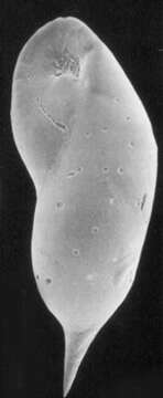 Image of Elongobula spinigera (Cushman 1922)