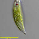 Image of Euglena viridis