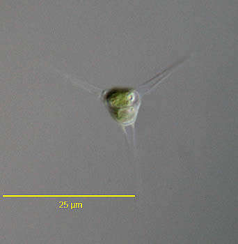 Image of unclassified Chlorophyceae