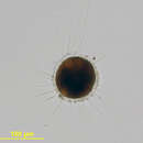 Imagem de Allogromia laticollaris Arnold 1948