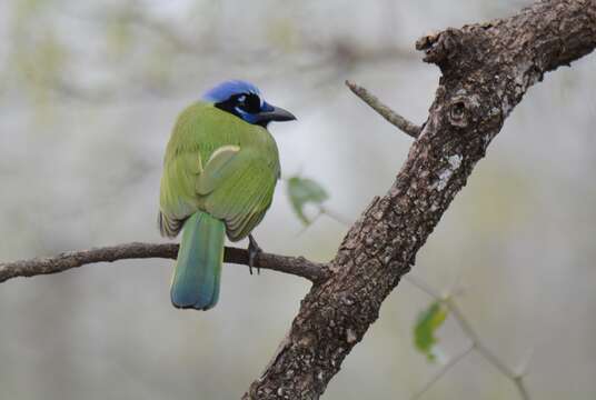 Image of Green Jay